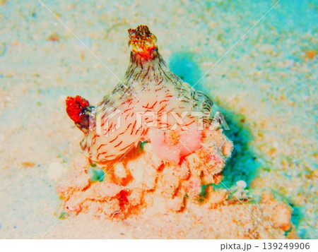 沖縄で撮影したブッシュドノエルウミウシ 沖縄で撮影したブッシュドノエルウミウシ 139249906
