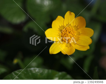 ツワブキの花の生態写真 139249946