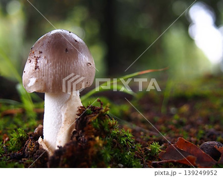 ツルタケの生態写真 139249952