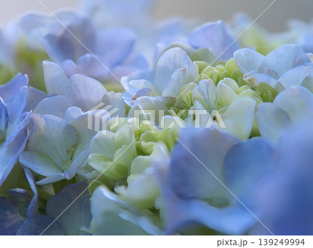 白い紫陽花 白い紫陽花 139249994