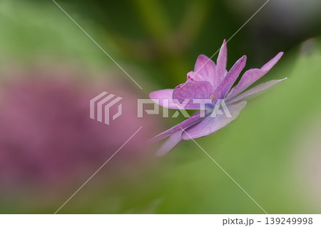 可憐なガクアジサイの花 139249998