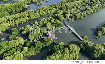 An aerial top-down perspective showcases a lush mangrove forest with clusters of dense green trees surrounded by calm, dark water, highlighting a thriving coastal ecosystem in a tropical region. An aerial top-down perspective showcases a lush mangrove forest with clusters of dense green trees surrounded by calm, dark water, highlighting a thriving coastal ecosystem in a tropical region. 139250038