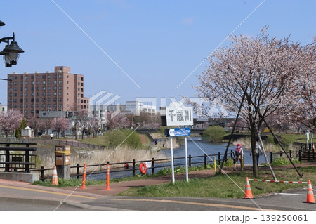 千歳川桜並木 千歳川桜並木 139250061