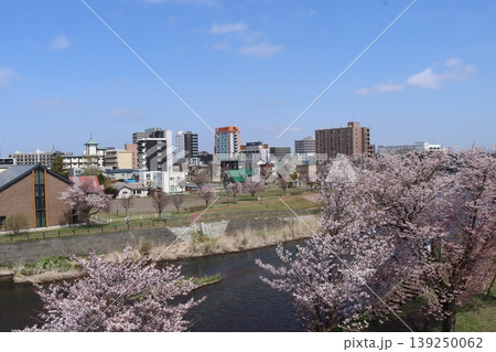 千歳川桜並木 139250062