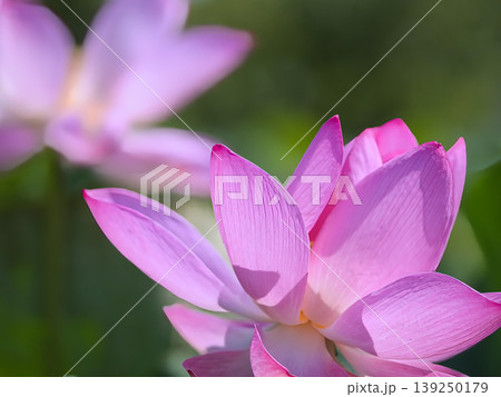 蓮の花のある風景 139250179