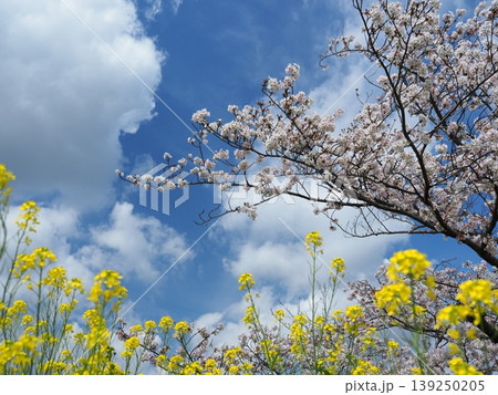 菜の花と白い雲と桜 菜の花と白い雲と桜 139250205