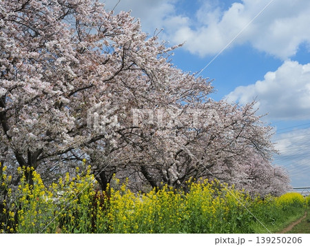 青空に映える満開の桜 139250206