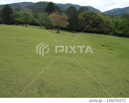 万葉の地・飛火野。曇り空の下で瑞々しさを増す初夏の草原風景 万葉の地・飛火野。曇り空の下で瑞々しさを増す初夏の草原風景 139250272