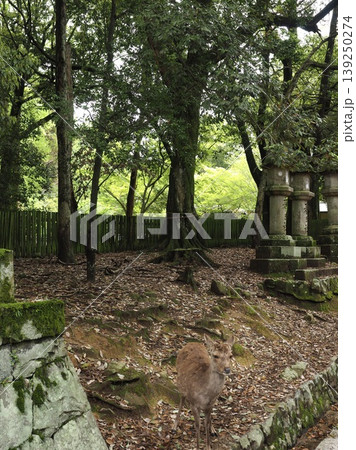 神の使いに出会う森。春日大社参道に並ぶ歴史ある灯籠と野生の鹿 神の使いに出会う森。春日大社参道に並ぶ歴史ある灯籠と野生の鹿 139250274