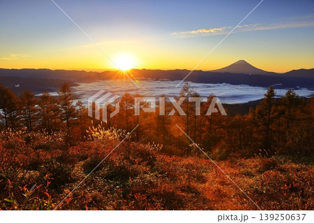 甘利山から望む甲府盆地の雲海と富士山 139250637