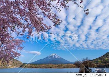 春の精進湖から満開の桜と富士山 春の精進湖から満開の桜と富士山 139250651