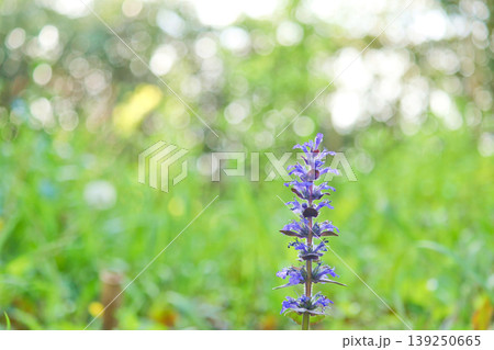 新緑の光に包まれて咲く紫色の花アジュガ 大磯城山公園 新緑の光に包まれて咲く紫色の花アジュガ 大磯城山公園 139250665