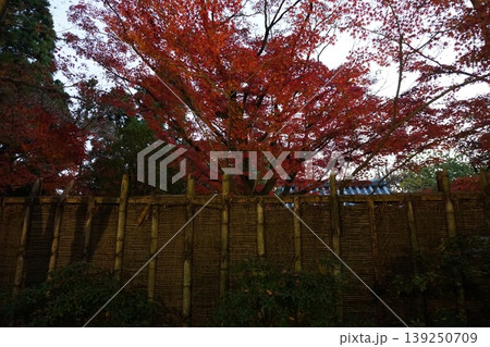 竹垣越しに望む鮮やかな紅葉と日本庭園の秋景色 139250709
