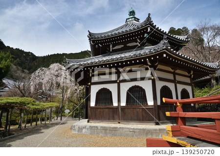 善峯寺　経堂と桂昌院お手植えしだれ桜(京都市西京区) 139250720