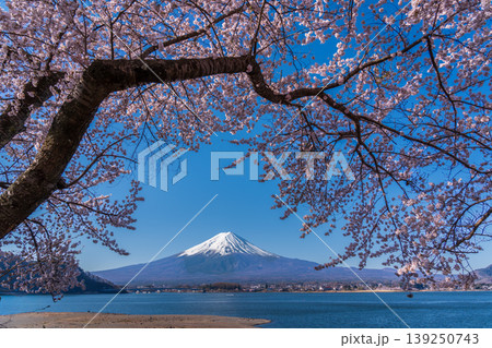 河口湖の湖畔から満開の桜と富士山 河口湖の湖畔から満開の桜と富士山 139250743