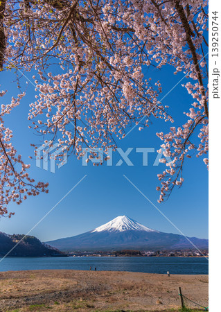 河口湖の湖畔から満開の桜と富士山 河口湖の湖畔から満開の桜と富士山 139250744
