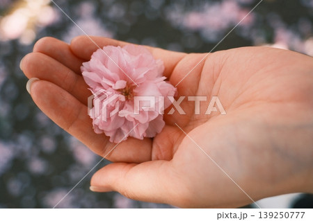 手のひらに乗せた桜の花びら 手のひらに乗せた桜の花びら 139250777