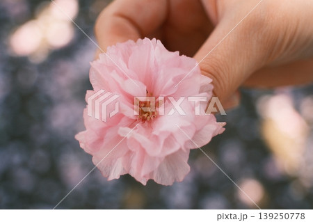 手に持った桜の花弁 手に持った桜の花弁 139250778