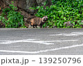 人と獣の境界線で生きる野生のタヌキ 139250796