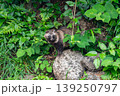 丸石に乗ってバランスを取るタヌキ 139250797