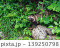 高台から交通安全確認をする野生の狸 139250798