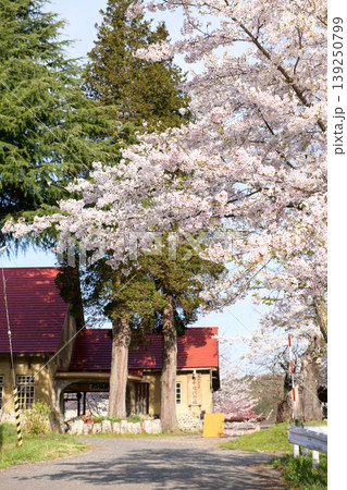 旧国鉄日中線 熱塩駅の桜 福島県 旧国鉄日中線 熱塩駅の桜 福島県 139250799