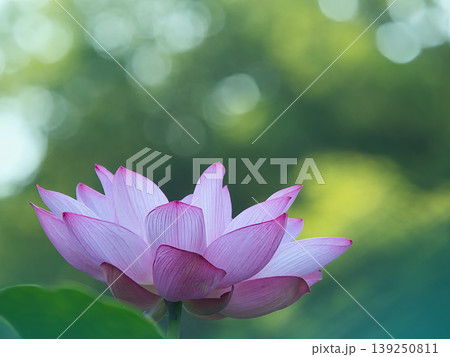 光に透ける蓮の花 139250811