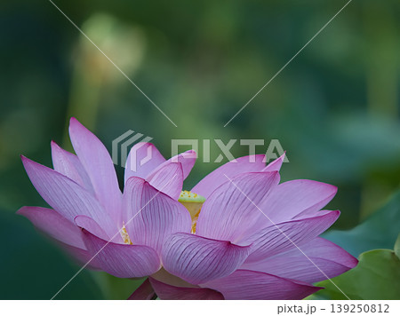 優雅に咲くハスの花 優雅に咲くハスの花 139250812