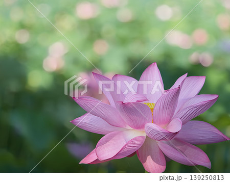 光に透ける蓮の花 光に透ける蓮の花 139250813