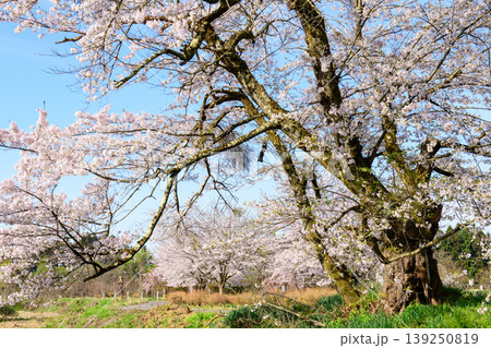 旧国鉄日中線　熱塩駅前の桜　福島県 139250819