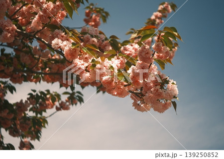 青空に映える八重桜 青空に映える八重桜 139250852