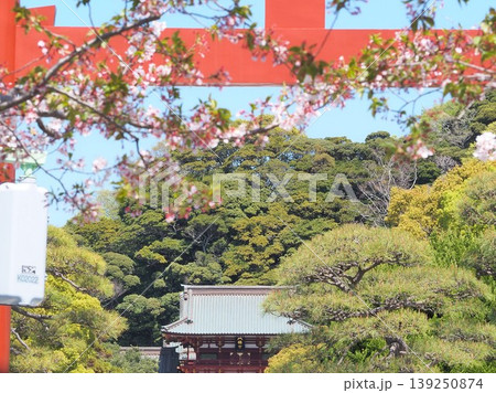神奈川県　鶴岡八幡宮　三の鳥居と桜　4月 139250874