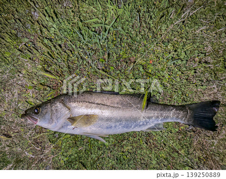 夜釣りの釣果 綺麗なスズキ 夜釣りの釣果 綺麗なスズキ 139250889