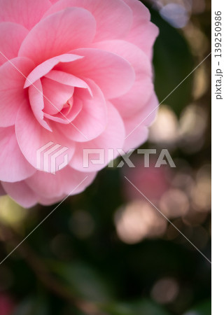 春の陽光を受けて咲くピンク色のオトメツバキの花【春】 春の陽光を受けて咲くピンク色のオトメツバキの花【春】 139250986