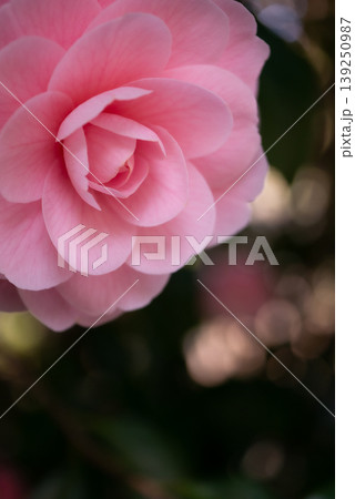 春の陽光を受けて咲くピンク色のオトメツバキの花【春】 春の陽光を受けて咲くピンク色のオトメツバキの花【春】 139250987