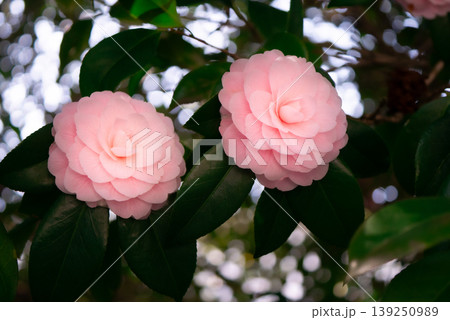 春の陽光を受けて咲くピンク色のオトメツバキの花【春】 139250989