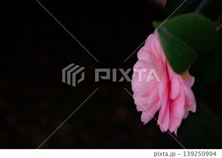 日陰にしっとりと咲くピンク色のオトメツバキの花【春】 139250994