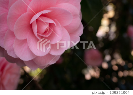 春の陽光を受けて咲くピンク色のオトメツバキの花【春】 139251004
