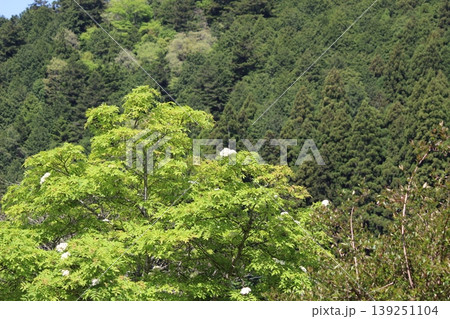 美山　京都府　かやぶきのさと　風景 139251104