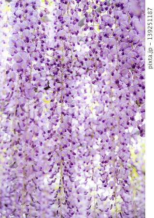 藤の花満開のあしかがフラワーパーク 139251187