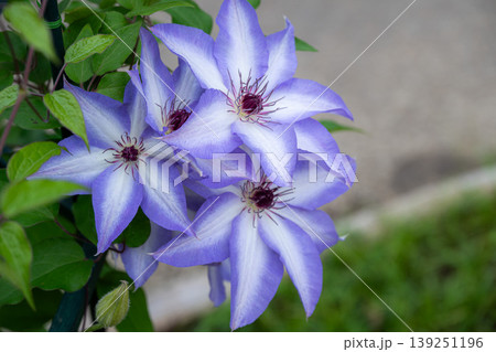 藤の花満開のあしかがフラワーパーク 139251196