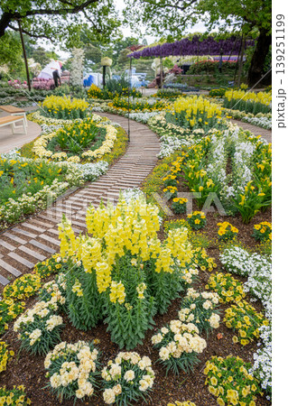 藤の花満開のあしかがフラワーパーク 139251199
