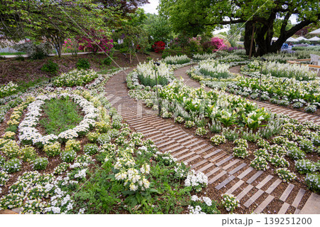 藤の花満開のあしかがフラワーパーク 藤の花満開のあしかがフラワーパーク 139251200