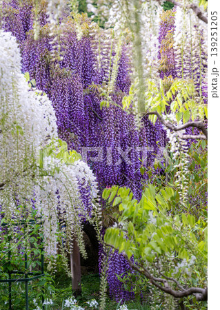 藤の花満開のあしかがフラワーパーク 藤の花満開のあしかがフラワーパーク 139251205