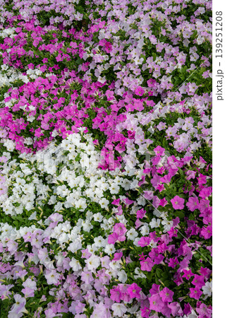 藤の花満開のあしかがフラワーパーク 藤の花満開のあしかがフラワーパーク 139251208