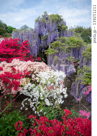 藤の花満開のあしかがフラワーパーク 藤の花満開のあしかがフラワーパーク 139251211