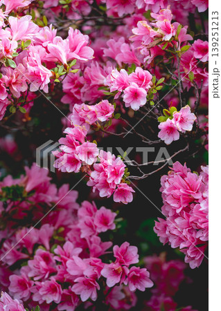 藤の花満開のあしかがフラワーパーク 139251213