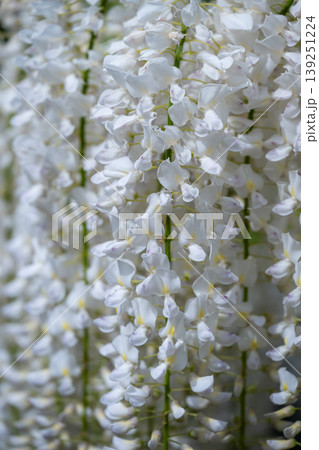 藤の花満開のあしかがフラワーパーク 139251224