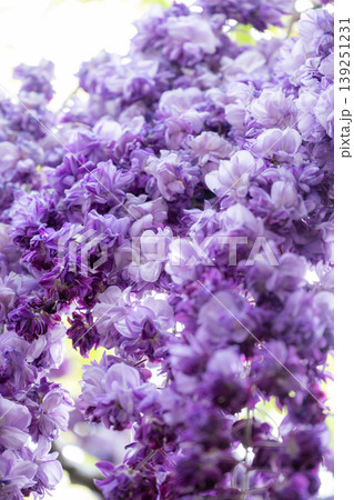 藤の花満開のあしかがフラワーパーク 藤の花満開のあしかがフラワーパーク 139251231