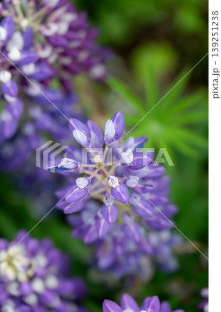 藤の花満開のあしかがフラワーパーク 139251238